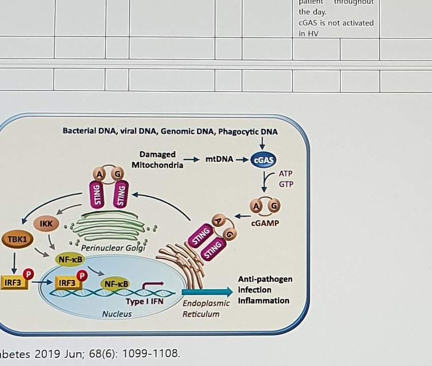 cGAS-STING pathway figure