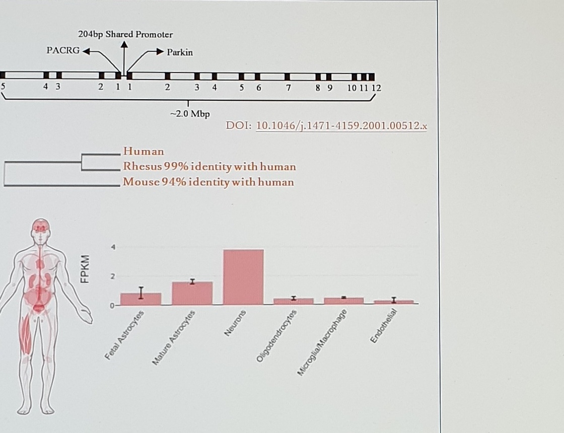 PRKN gene, homology, and expression figure